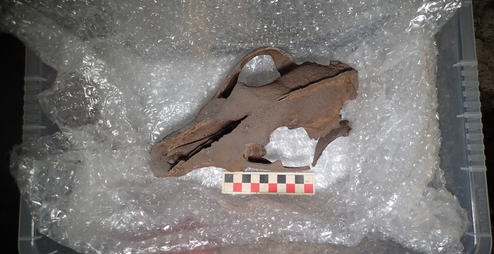 Wolf skull